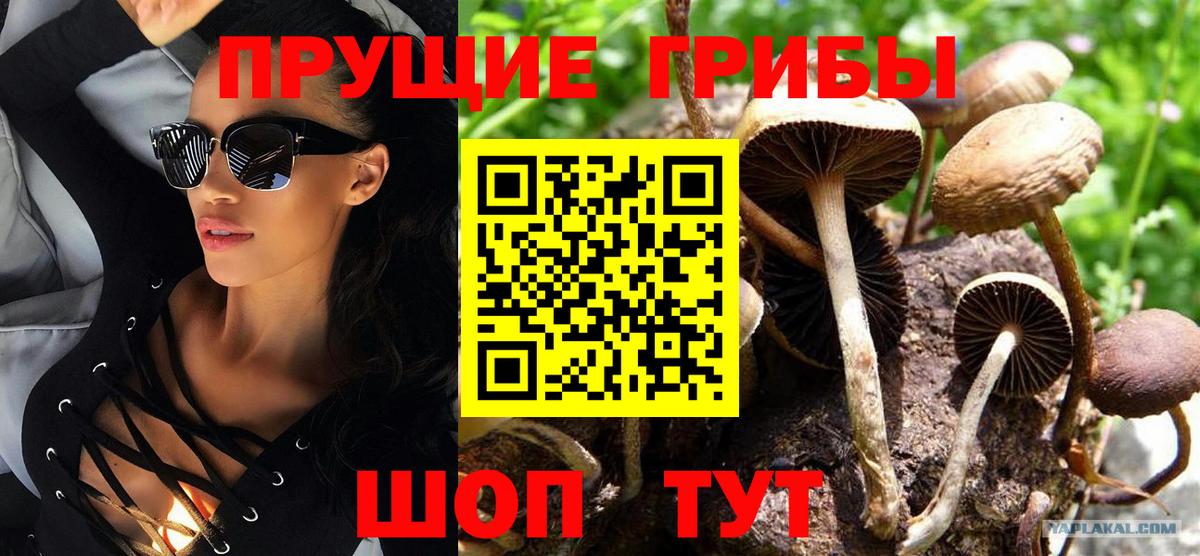 Псилоцибиновые грибы Psilocybe Краснознаменск